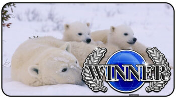 Permalink to: Best Music Video – “Arctic Polar Bear Mothers” (USA)